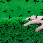 Moustique et gazon synthétique