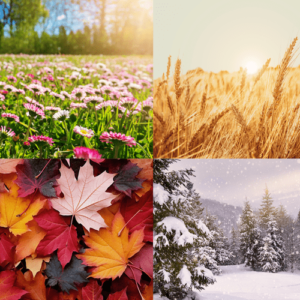 Miniature sur les saisons