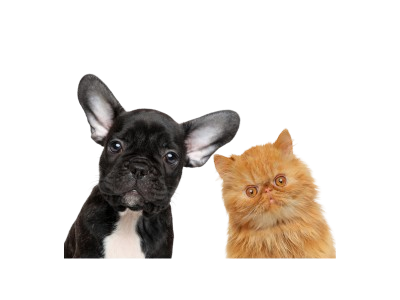chien noir et chat roux 
