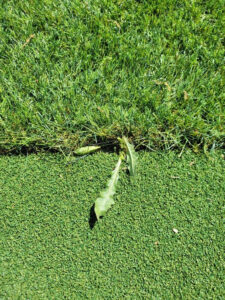 Herbe qui pousse sous gazon synthétique